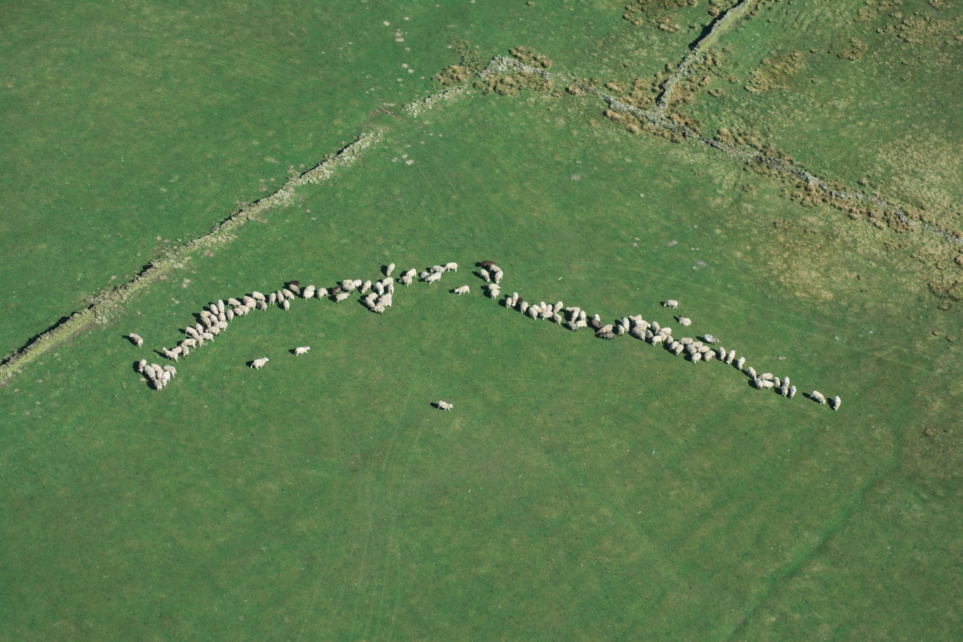 bird's eye view of animals on green grass field